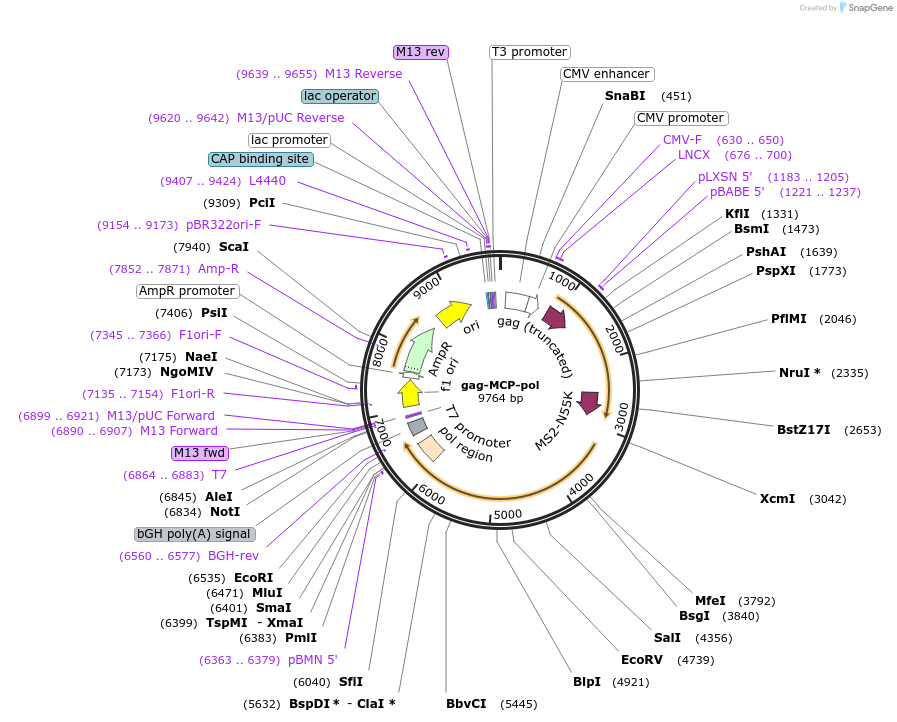 211370-plasmid-map-sequence-id-417625