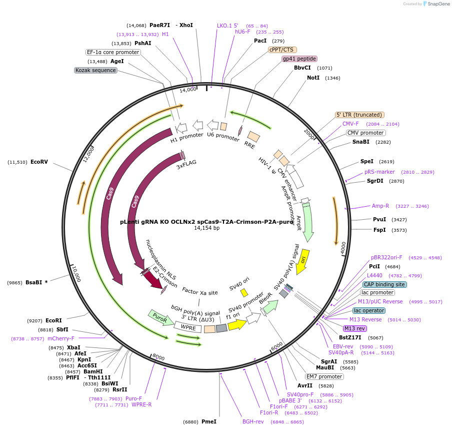 208398-plasmid-map-sequence-id-417651