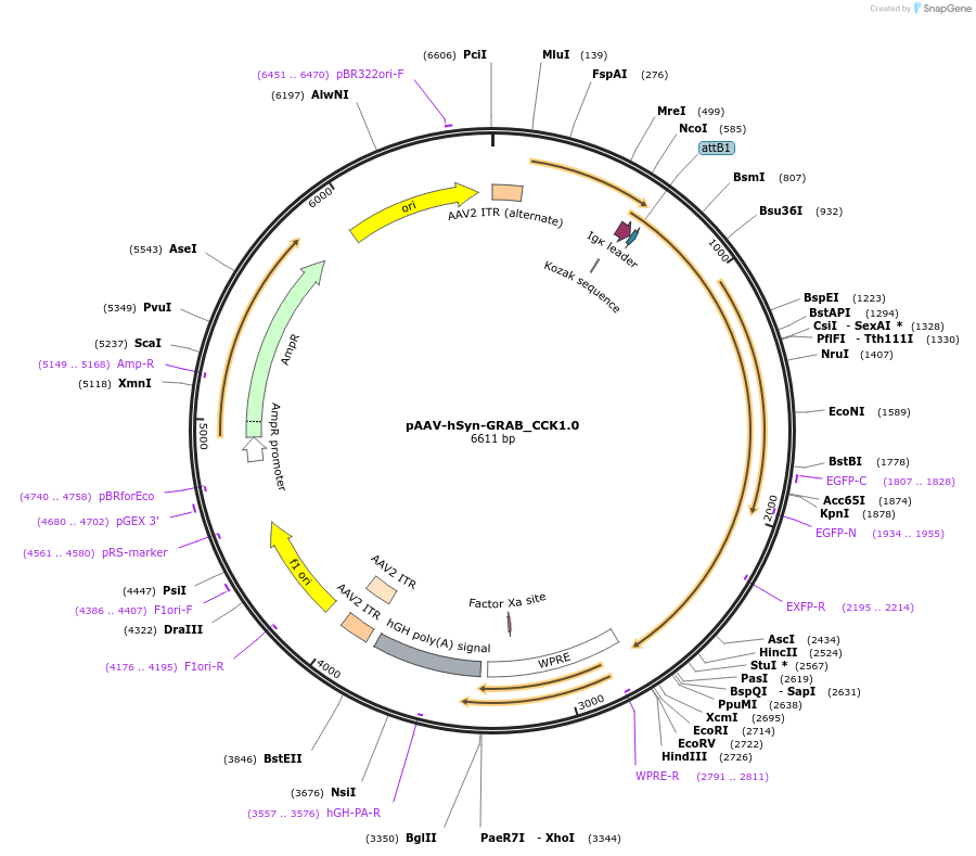 208673-plasmid-map-sequence-id-417676