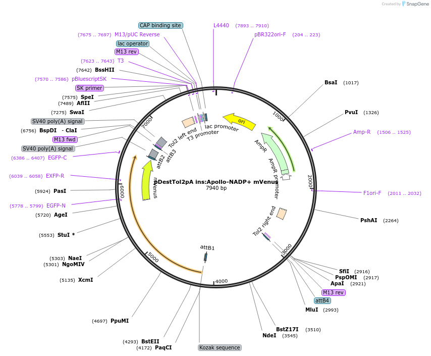 210518-plasmid-map-sequence-id-417682