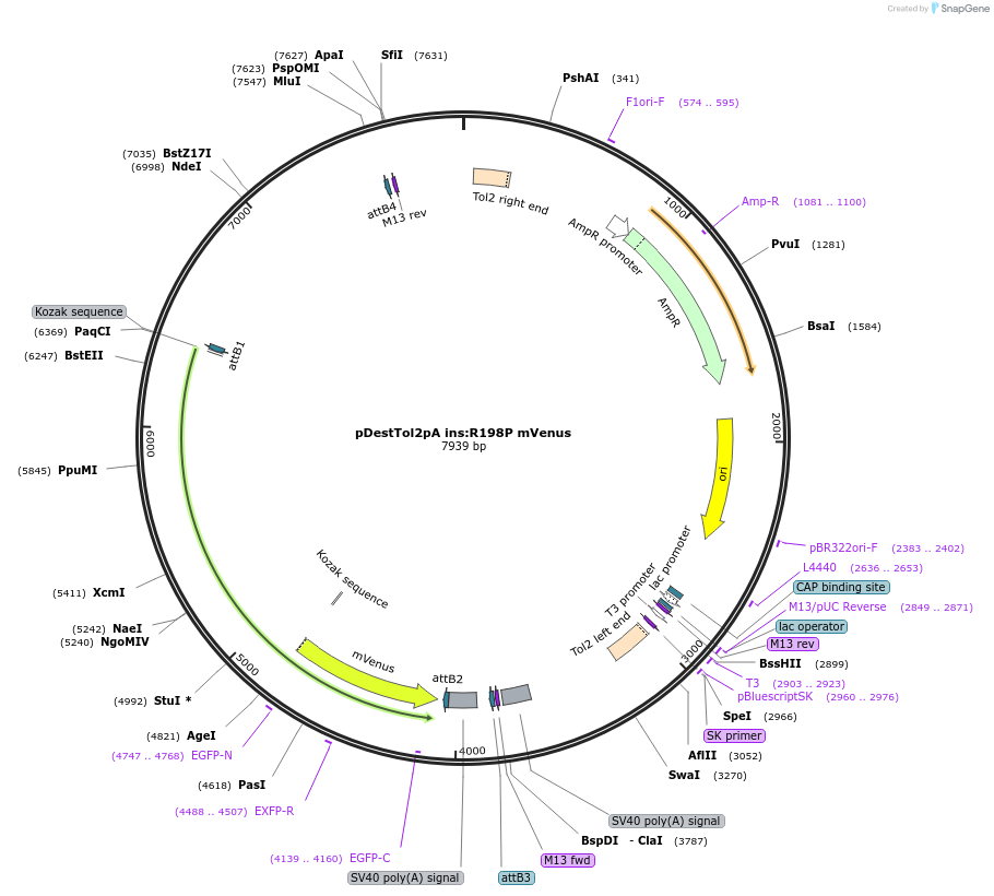 210519-plasmid-map-sequence-id-417683