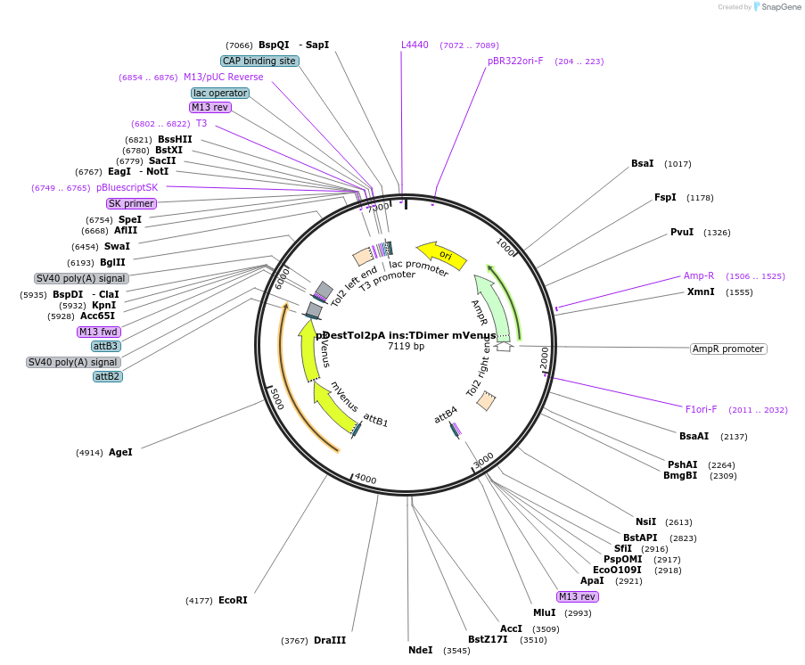 210520-plasmid-map-sequence-id-417684