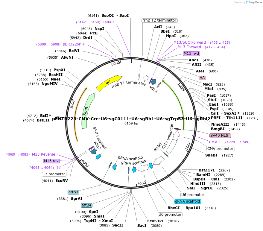 209062-plasmid-map-sequence-id-417708