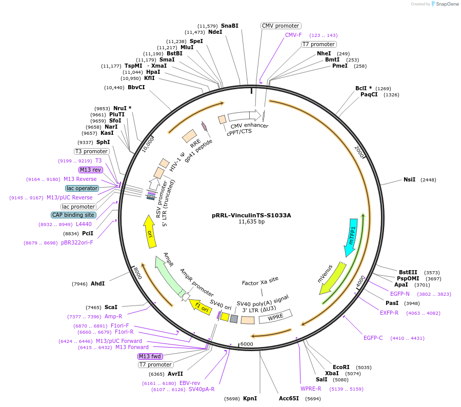 211835-plasmid-map-sequence-id-417709
