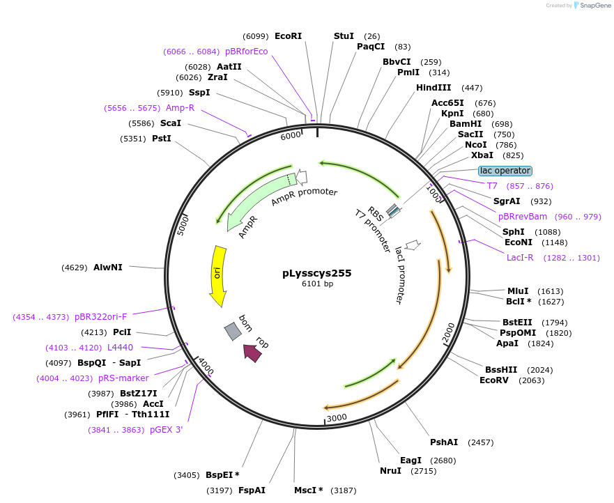 36429-plasmid-map-sequence-id-417713