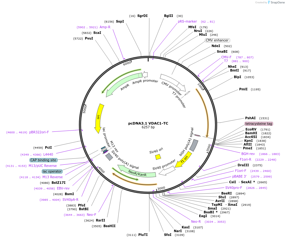 211733-plasmid-map-sequence-id-417721