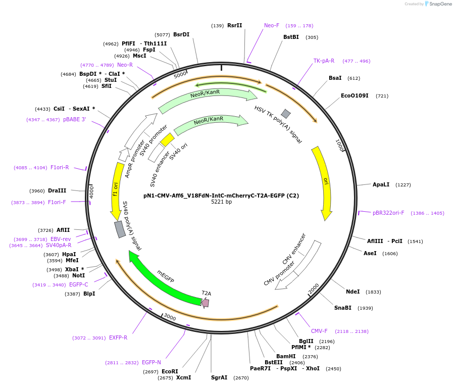 210725-plasmid-map-sequence-id-417724
