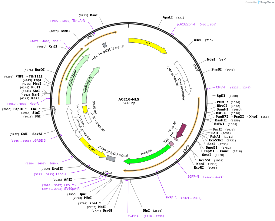 210727-plasmid-map-sequence-id-417727