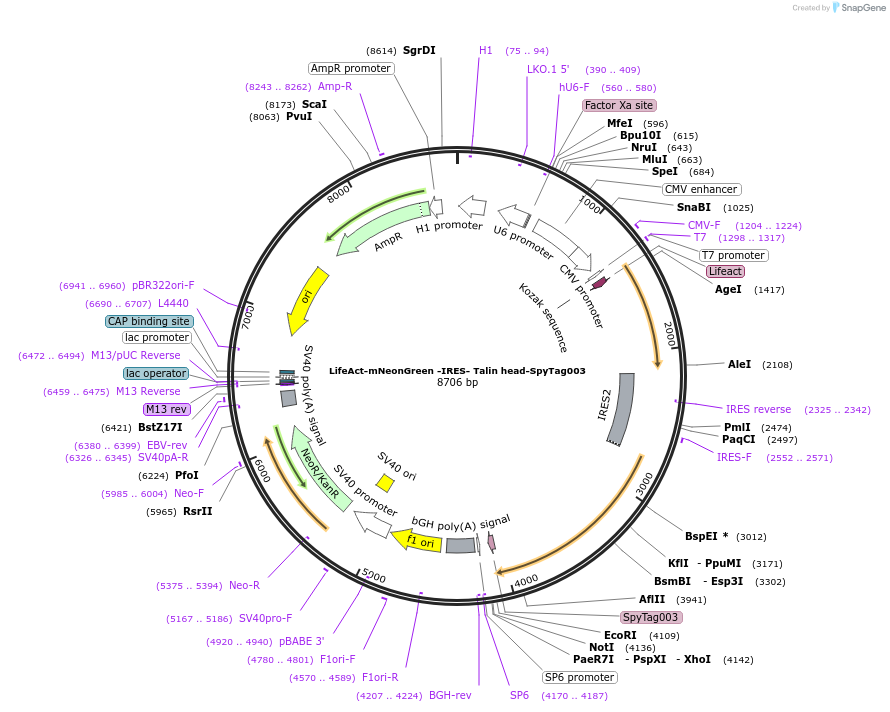 210024-plasmid-map-sequence-id-417730