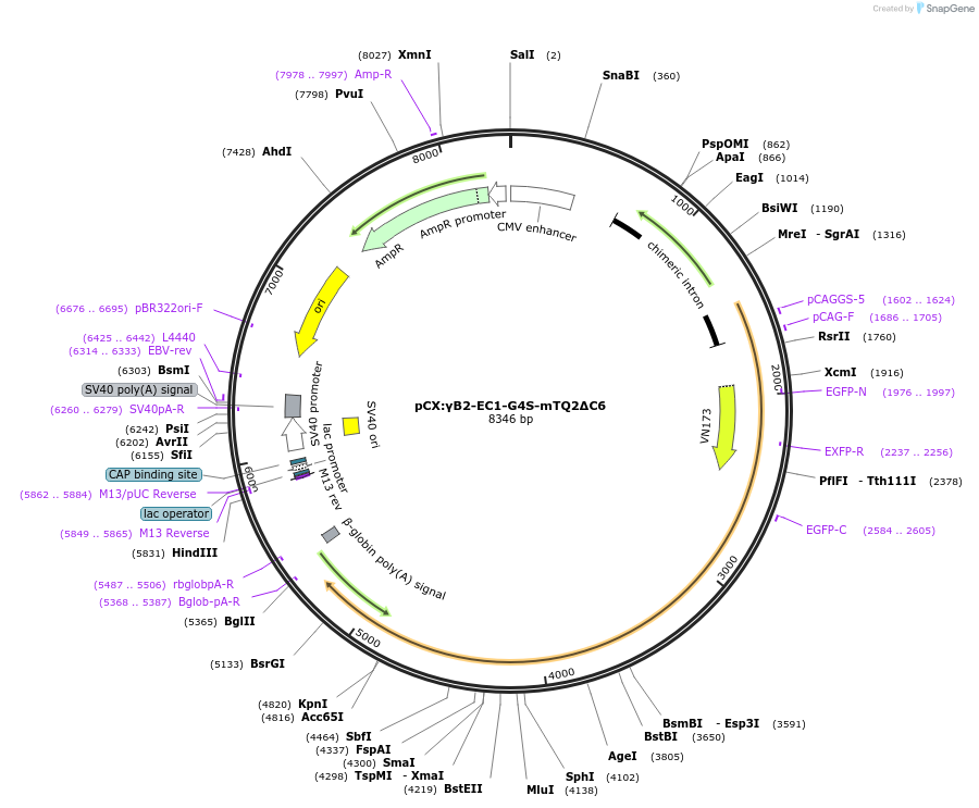 209091-plasmid-map-sequence-id-417737