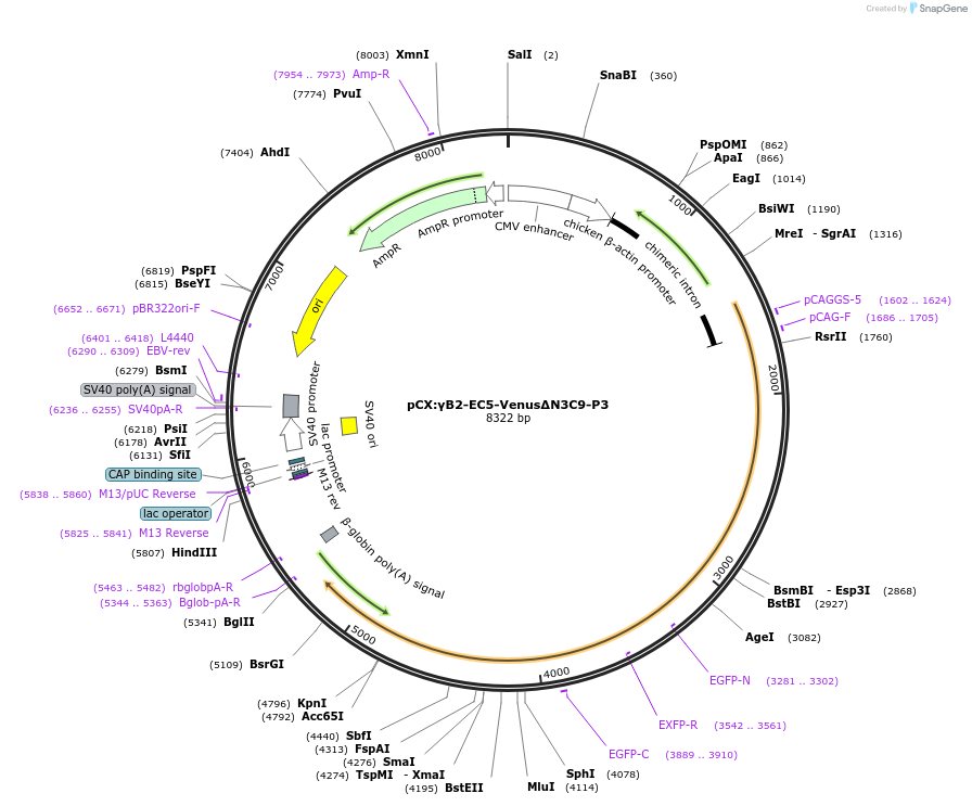 209092-plasmid-map-sequence-id-417739