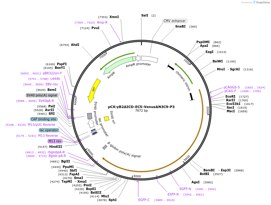 209090-plasmid-map-sequence-id-417741