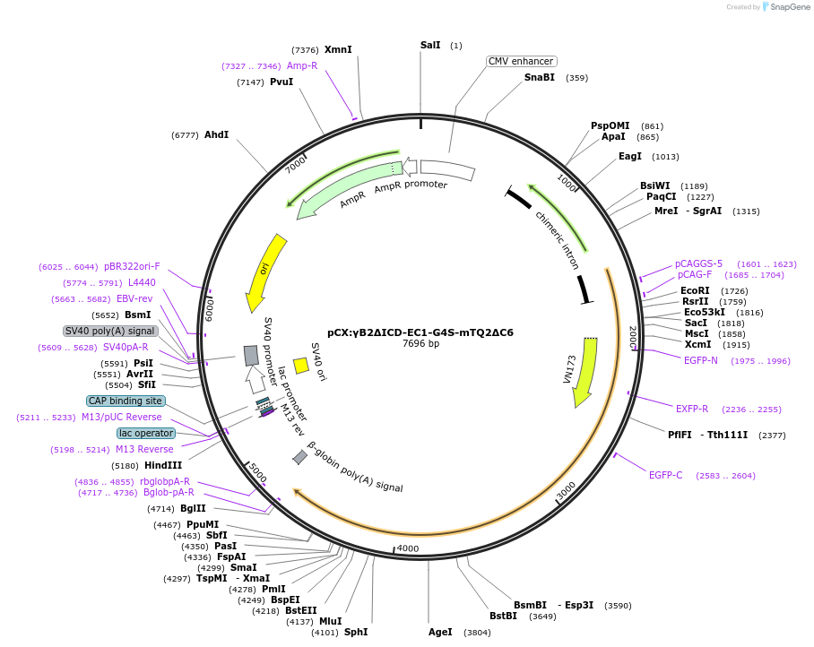 209089-plasmid-map-sequence-id-417743