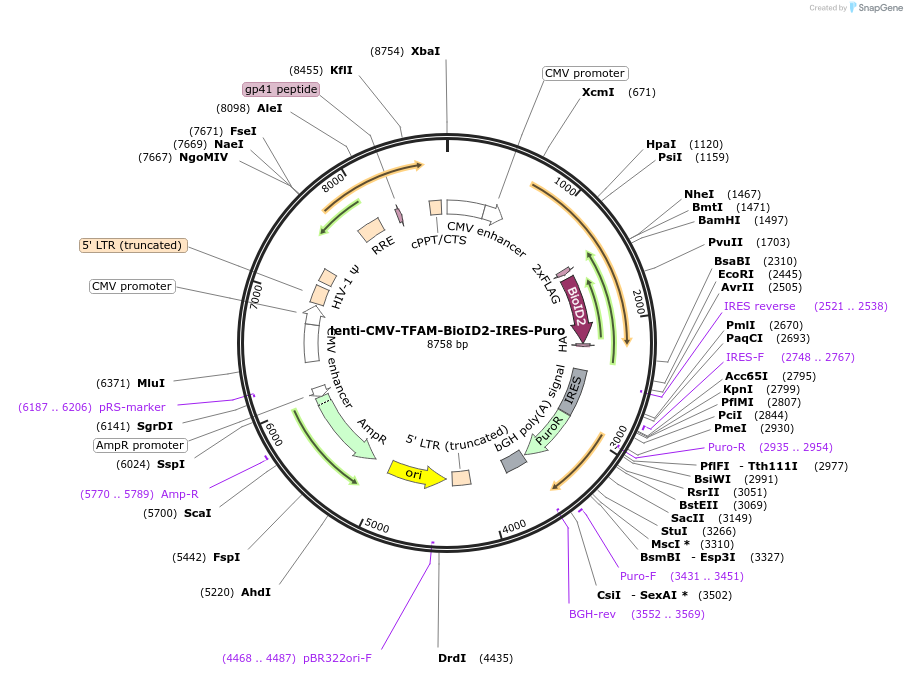 211465-plasmid-map-sequence-id-417747