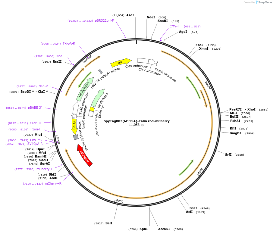 210025-plasmid-map-sequence-id-417759
