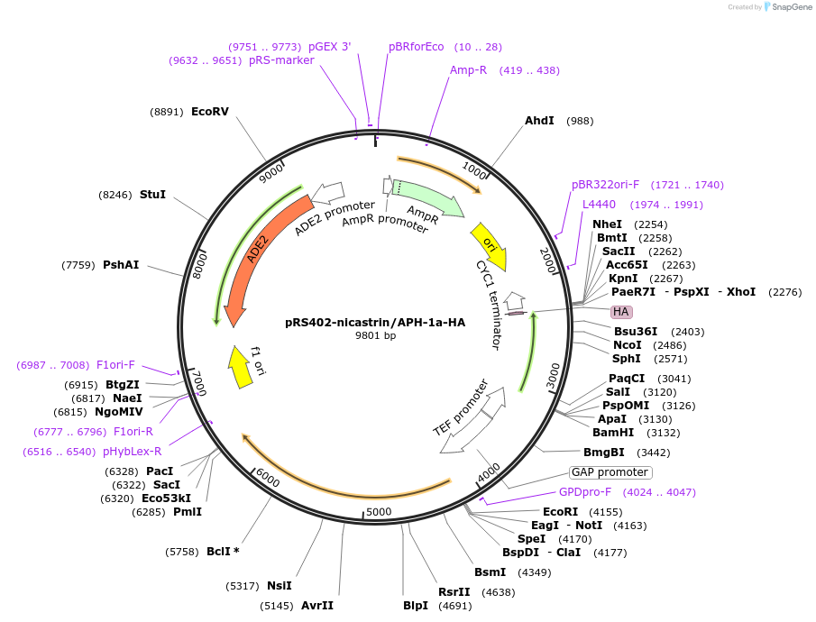 207804-plasmid-map-sequence-id-417765