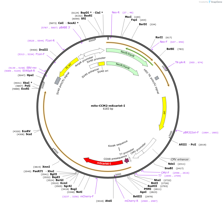 208886-plasmid-map-sequence-id-417775