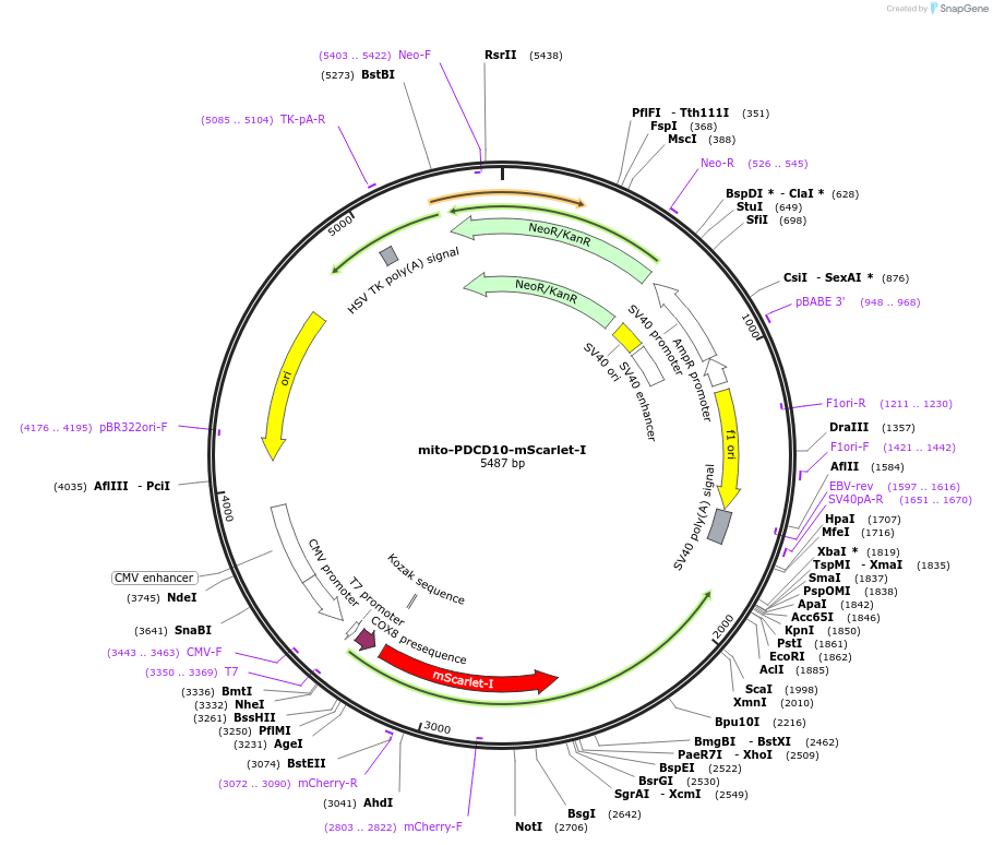 208887-plasmid-map-sequence-id-417776