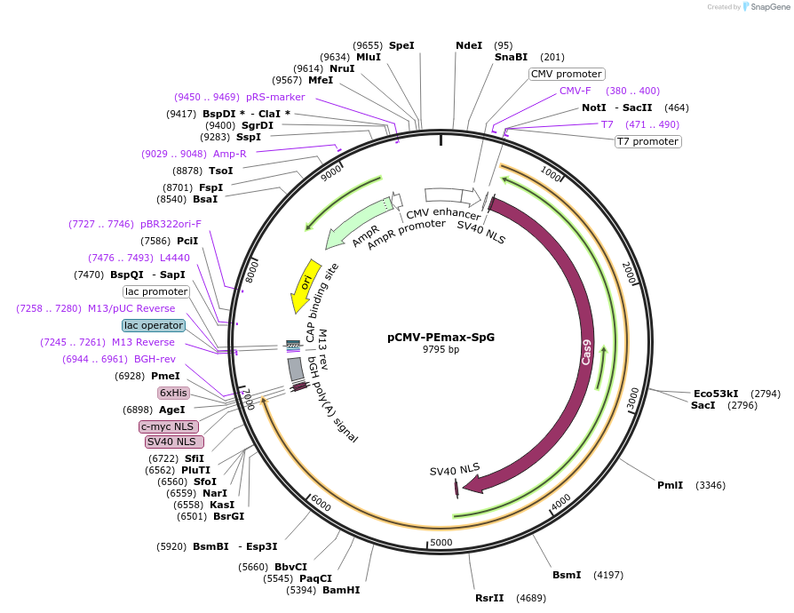 211549-plasmid-map-sequence-id-417777
