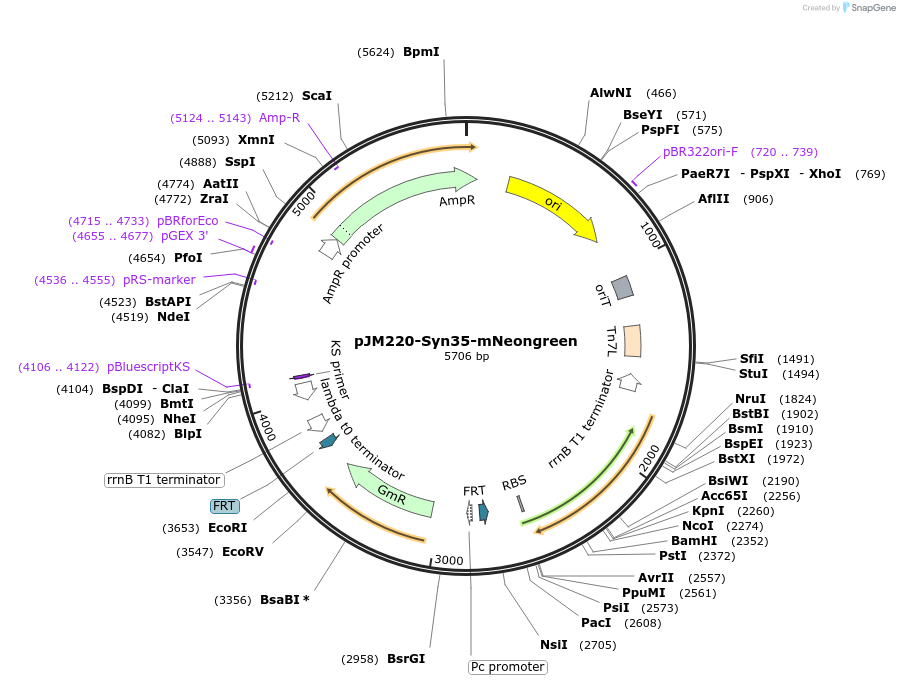 210867-plasmid-map-sequence-id-417780