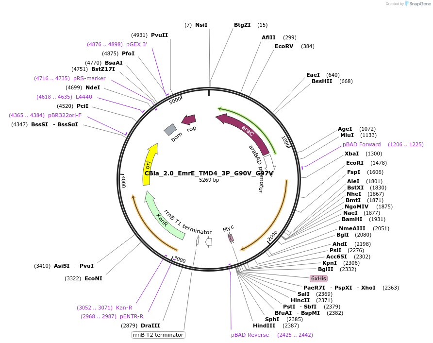 207849-plasmid-map-sequence-id-417781
