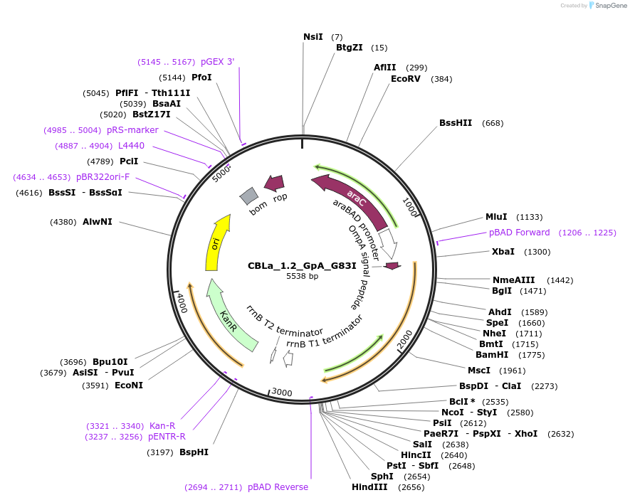 207845-plasmid-map-sequence-id-417783