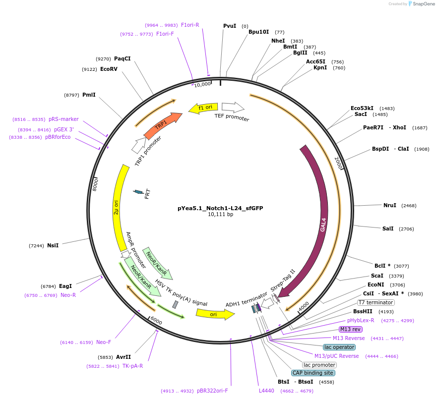 207865-plasmid-map-sequence-id-417790