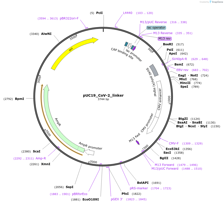 211731-plasmid-map-sequence-id-417795