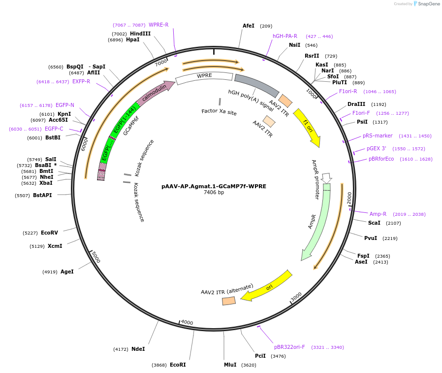 211492-plasmid-map-sequence-id-417798