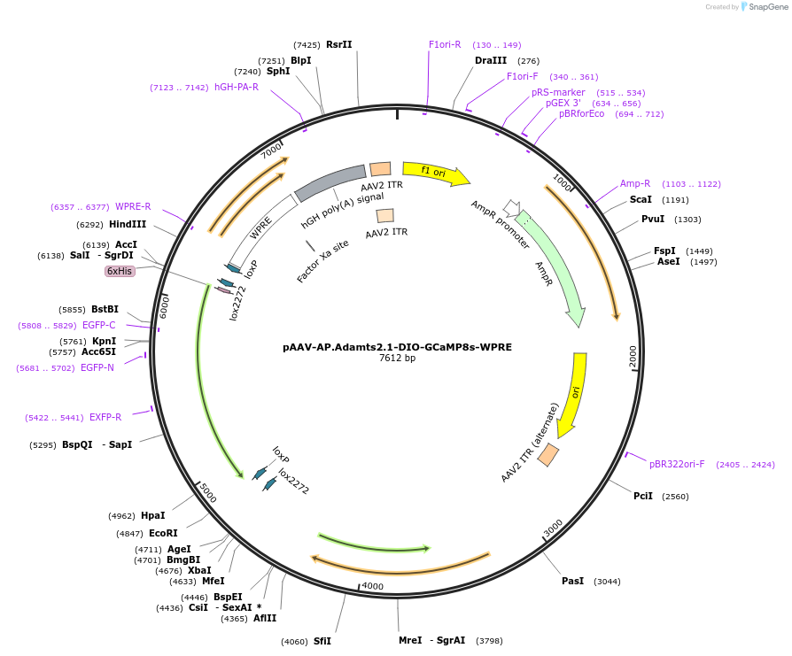 211491-plasmid-map-sequence-id-417802