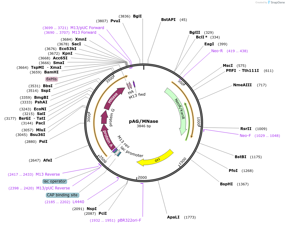 123461-plasmid-map-sequence-id-417805