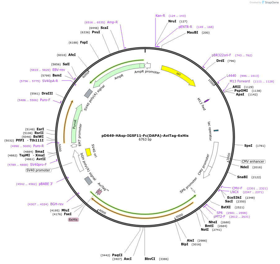 156652-plasmid-map-sequence-id-417809