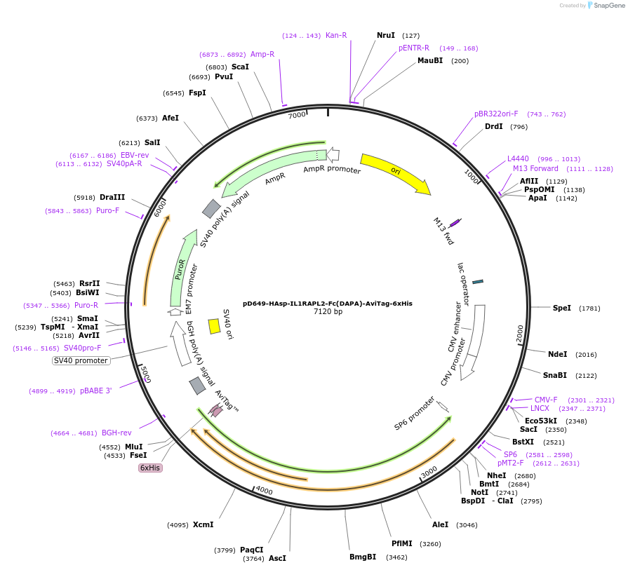 156776-plasmid-map-sequence-id-417810