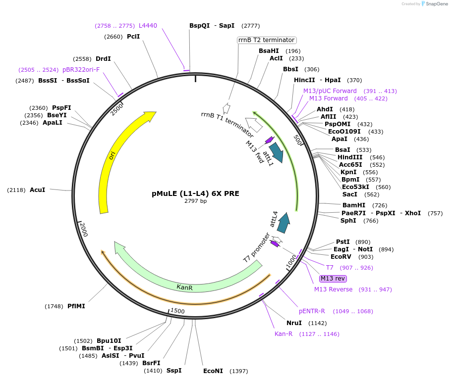 206168-plasmid-map-sequence-id-417821