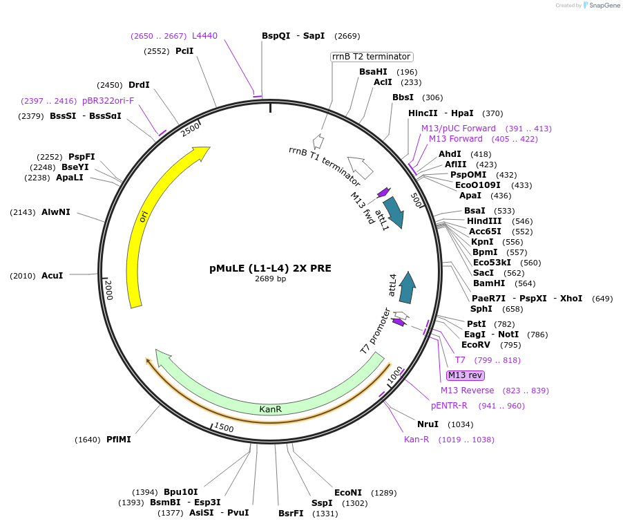 206166-plasmid-map-sequence-id-417822