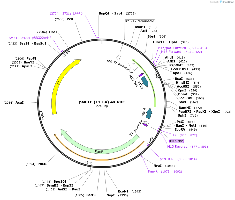 206167-plasmid-map-sequence-id-417823