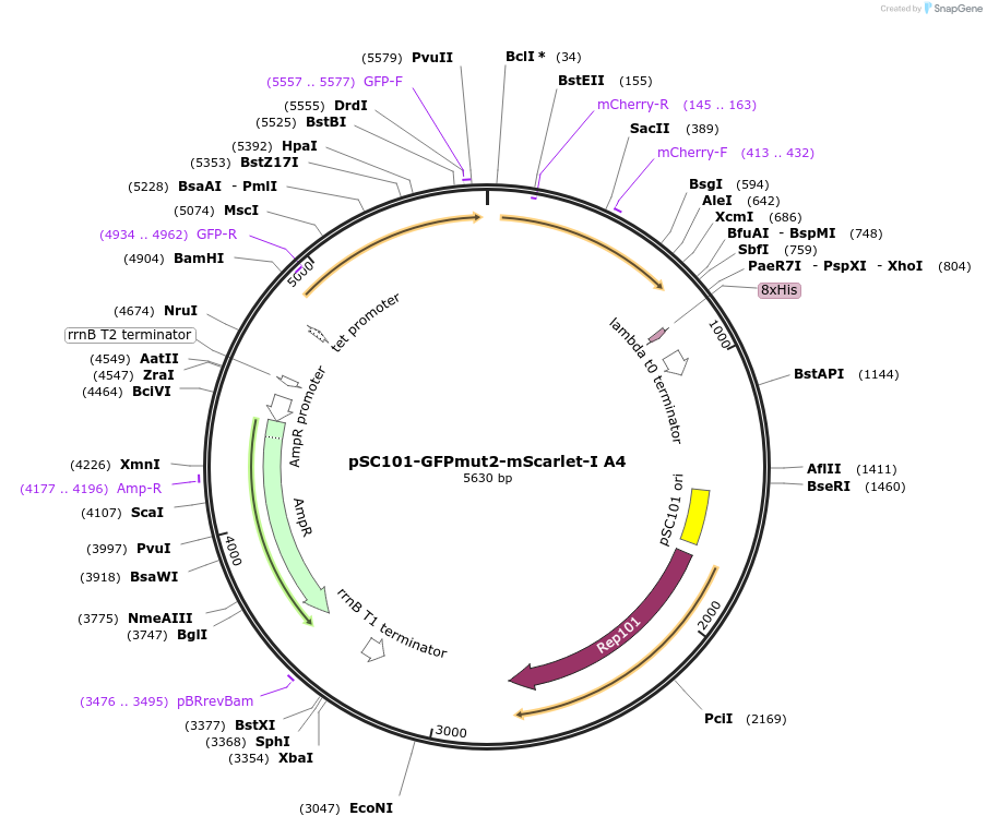208193-plasmid-map-sequence-id-417833