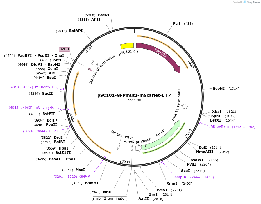 208191-plasmid-map-sequence-id-417835