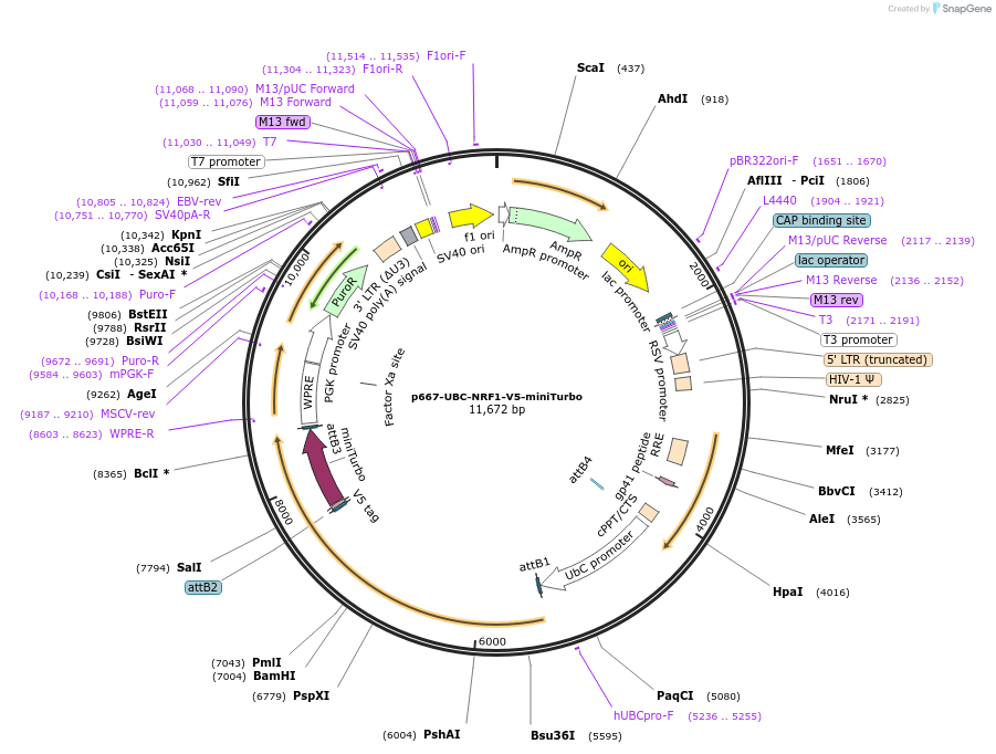 207810-plasmid-map-sequence-id-417836