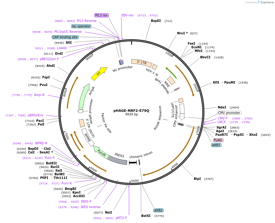 207828-plasmid-map-sequence-id-417838