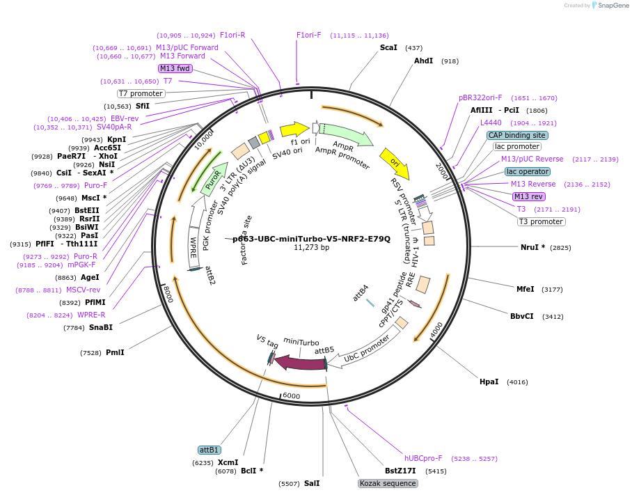 207813-plasmid-map-sequence-id-417842