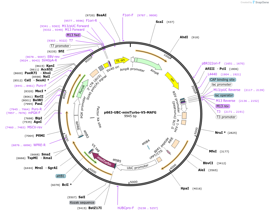 207817-plasmid-map-sequence-id-417845