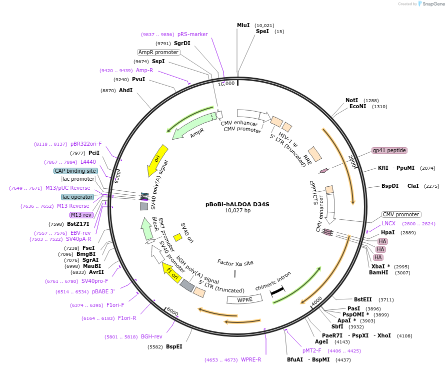 210807-plasmid-map-sequence-id-417846