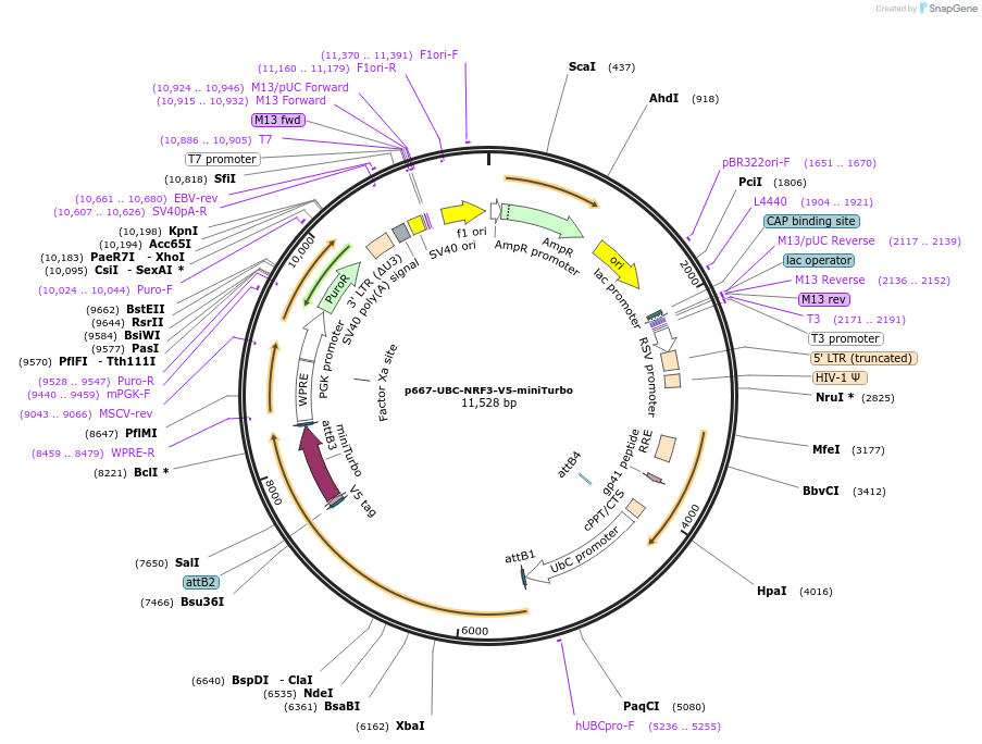 207816-plasmid-map-sequence-id-417848