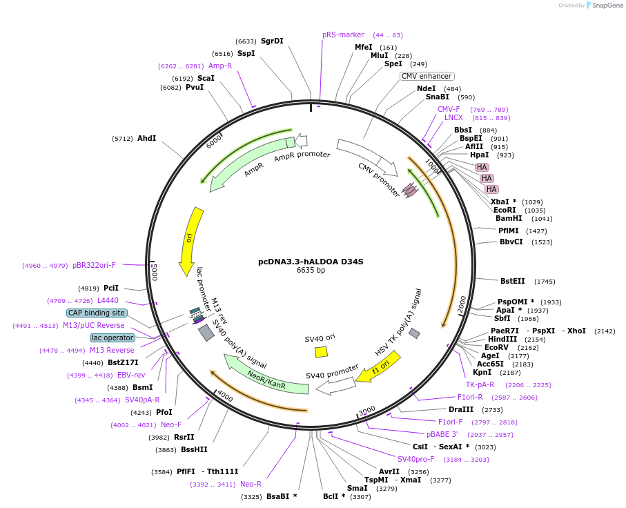210810-plasmid-map-sequence-id-417854