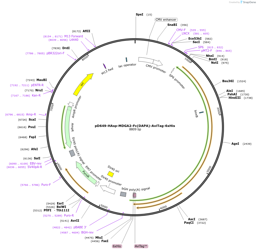 157001-plasmid-map-sequence-id-417862