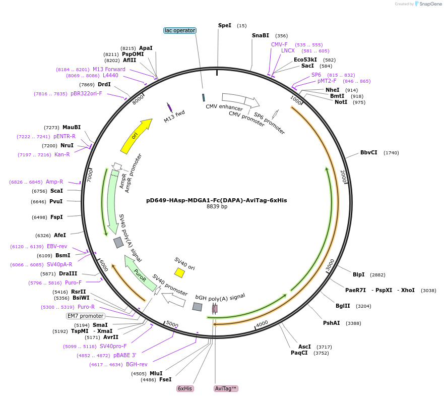 157003-plasmid-map-sequence-id-417867
