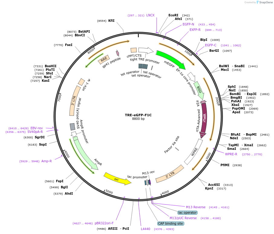 211457-plasmid-map-sequence-id-417942
