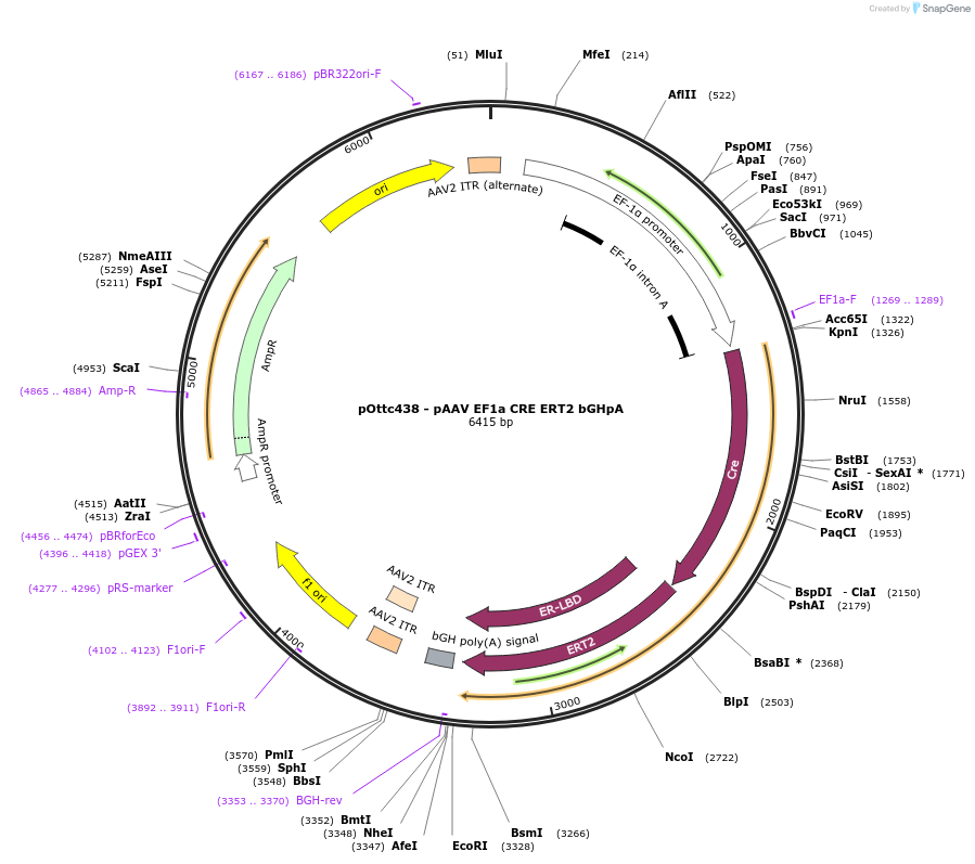 210415-plasmid-map-sequence-id-417954