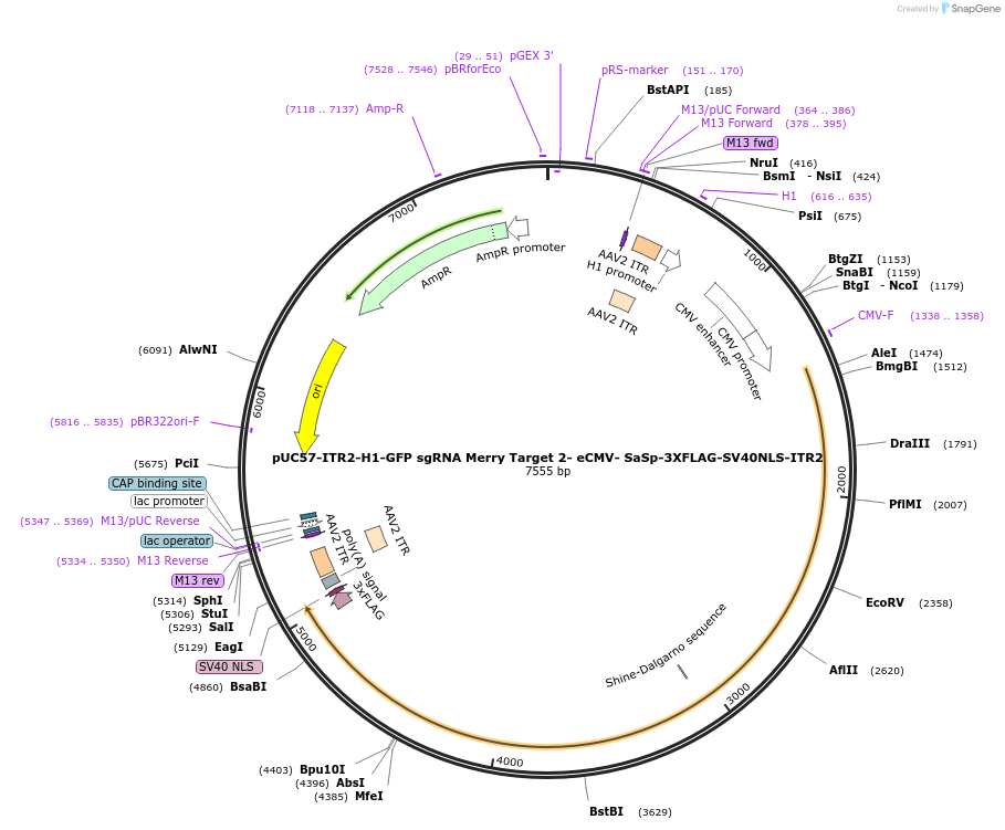 210742-plasmid-map-sequence-id-417959